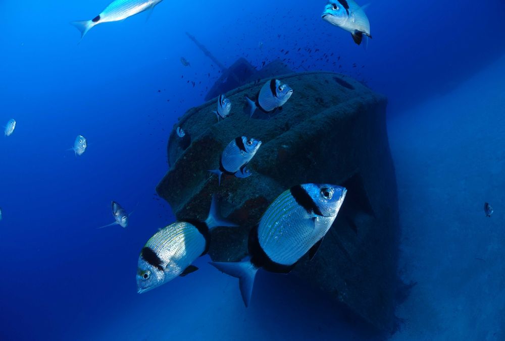La proue d'un épave avec des poissons devant