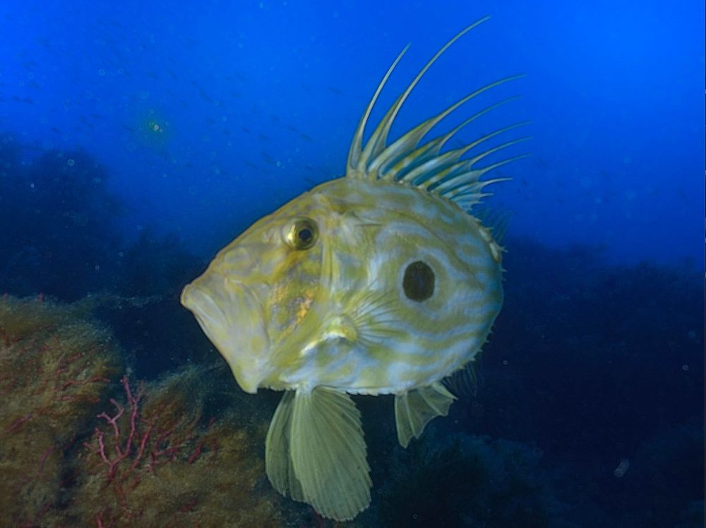 Poisson saint-pierre