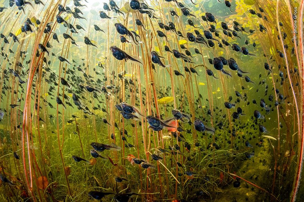 Un banc de têtards dans l'eau d'un lac