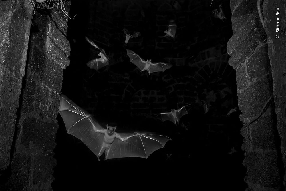 Des chauves-souris