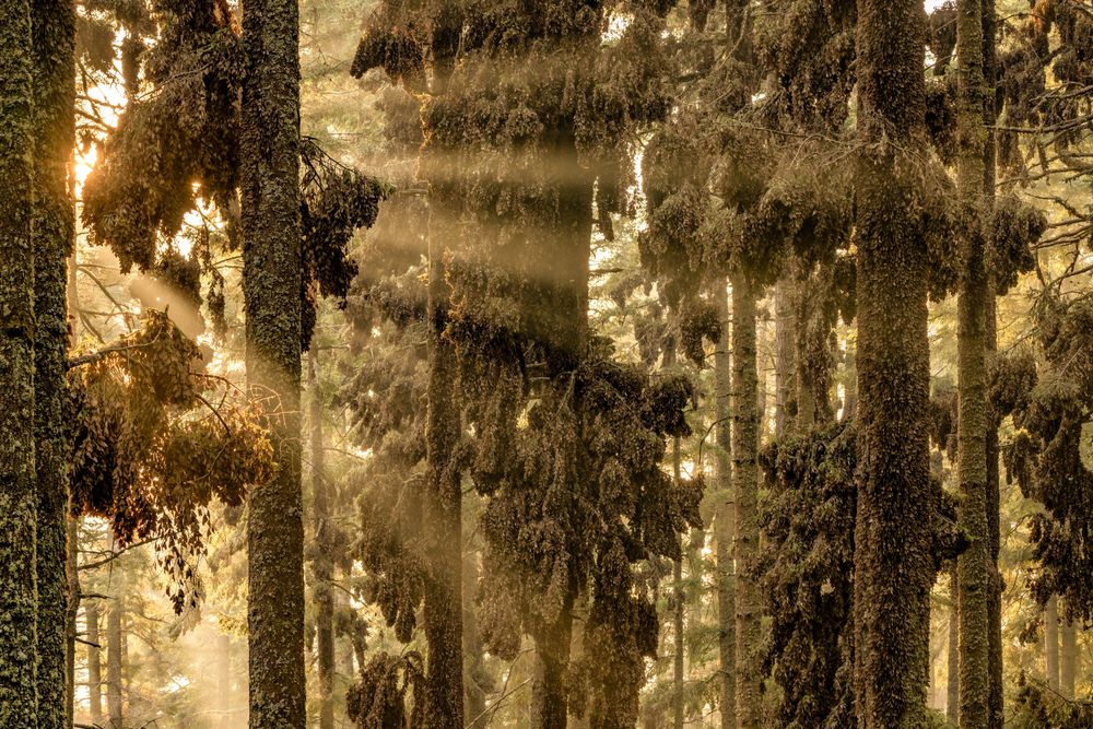 Une forêt traversée de rayons de soleil