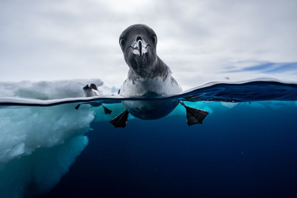 Un oiseau sur l'eau glacé