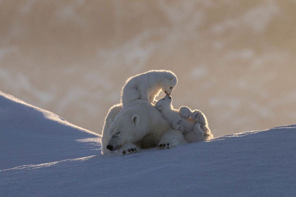 Des ours blancs