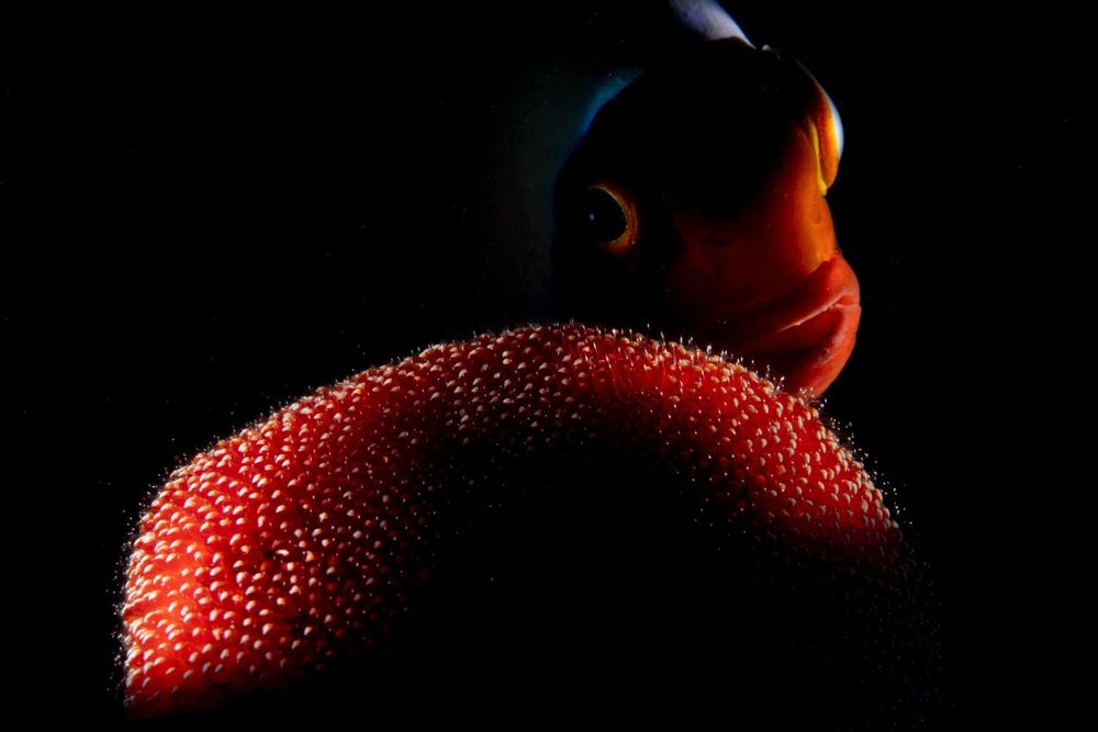 Poisson clown et ses oeufs