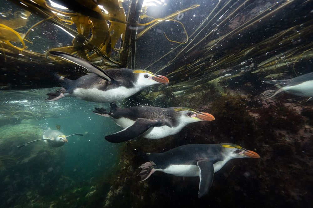 Des pingouins