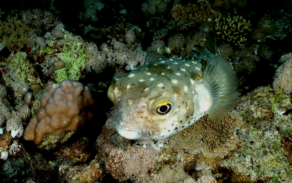 Un poisson porc-épic