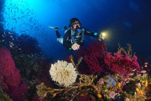 Un plongeur recycleur près d'une roche