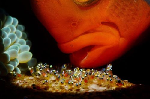 Un poisson veillant ses oeufs avec sa bouche