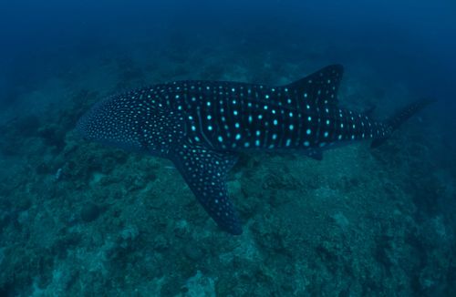 Un requin baleine vu de profil